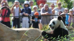 Crowds at zoo watching panda bear munch on bamboo
